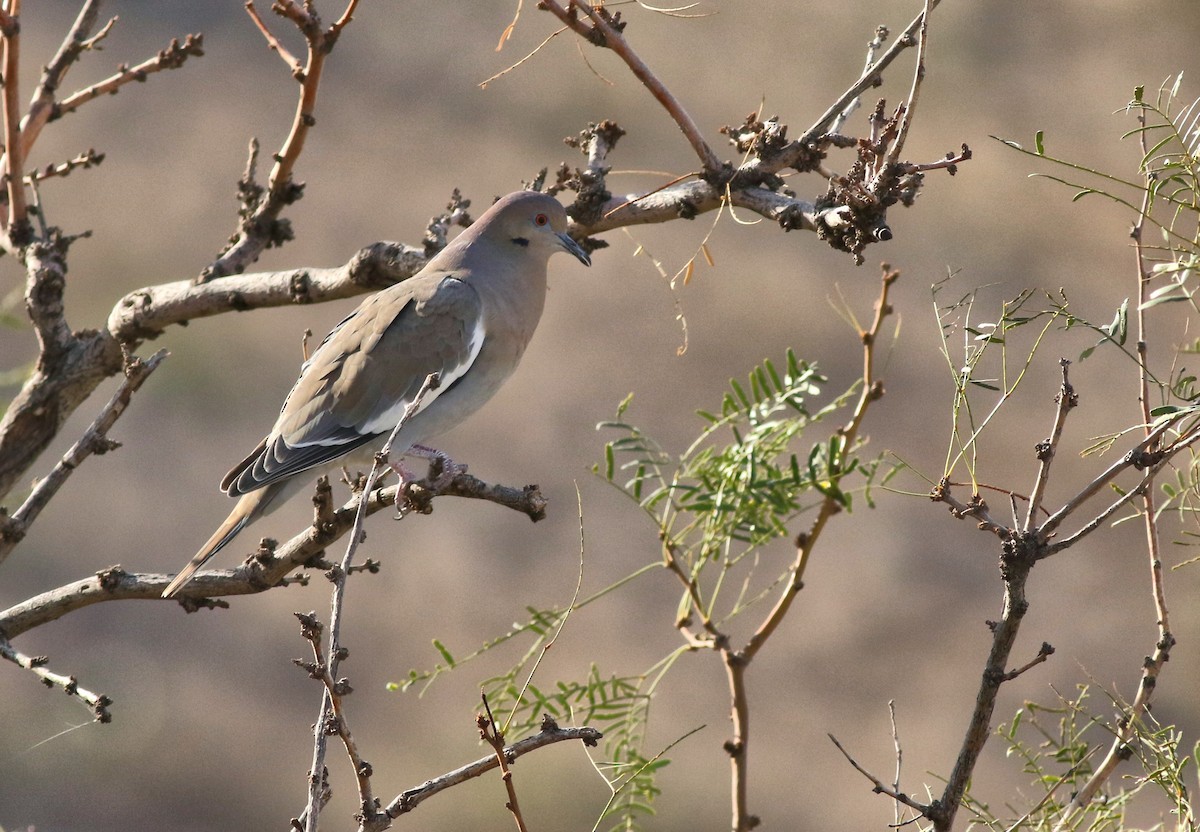 Ak Kanatlı Kumru - ML646792447