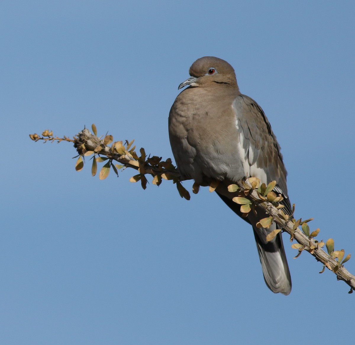 Ak Kanatlı Kumru - ML646792448