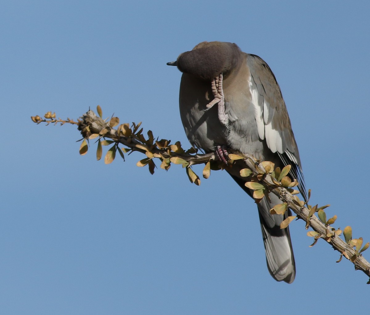 Ak Kanatlı Kumru - ML646792449