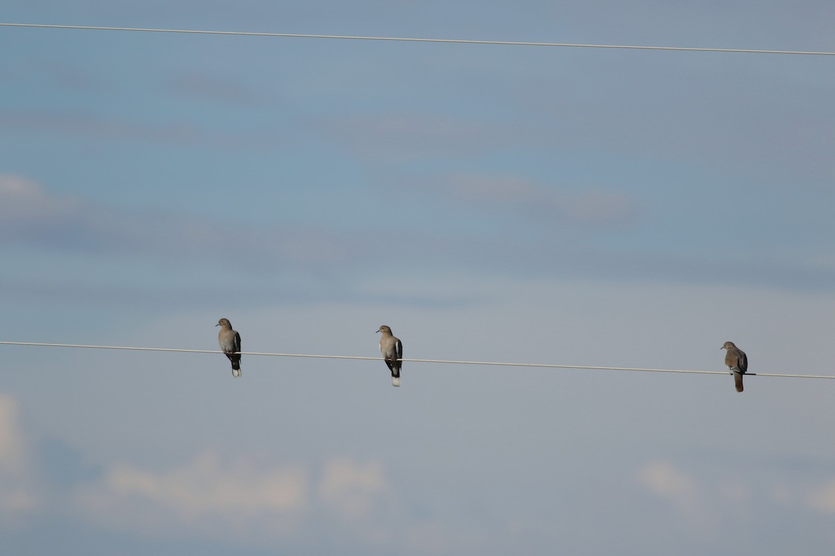 Ak Kanatlı Kumru - ML646792450