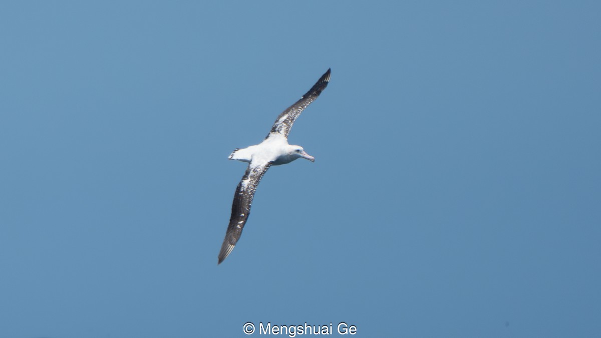 Antipodenalbatros (gibsoni) - ML646792451