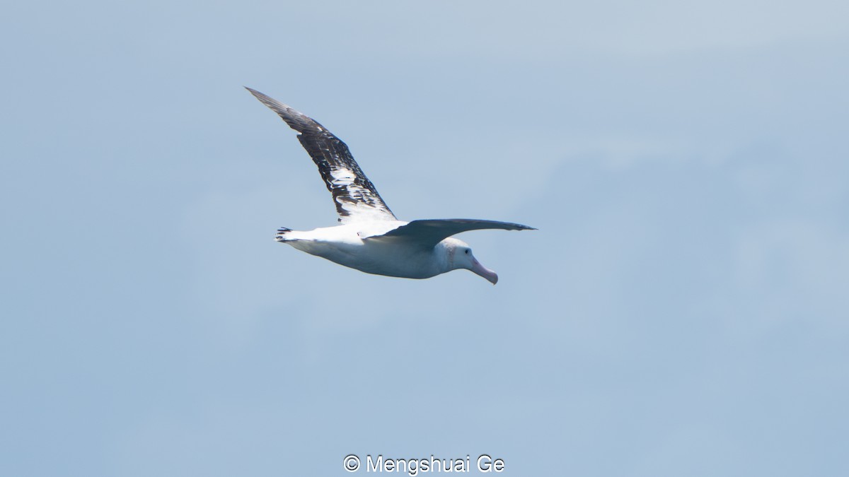 Antipodenalbatros (gibsoni) - ML646792452
