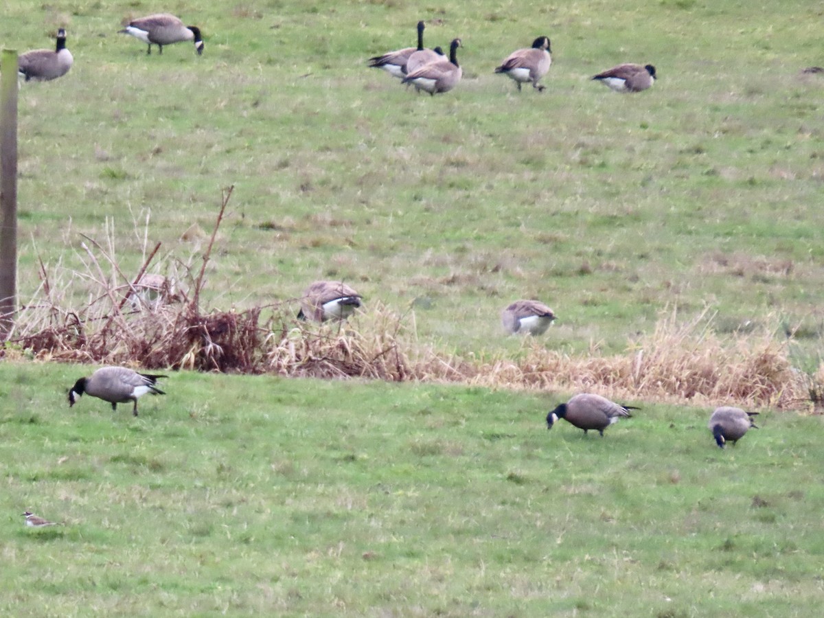 Branta kanadar txikia - ML646792454