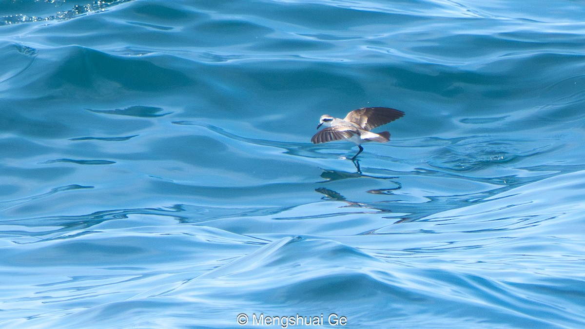 Weißgesicht-Sturmschwalbe - ML646792463