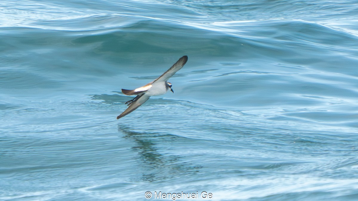 Weißgesicht-Sturmschwalbe - ML646792464