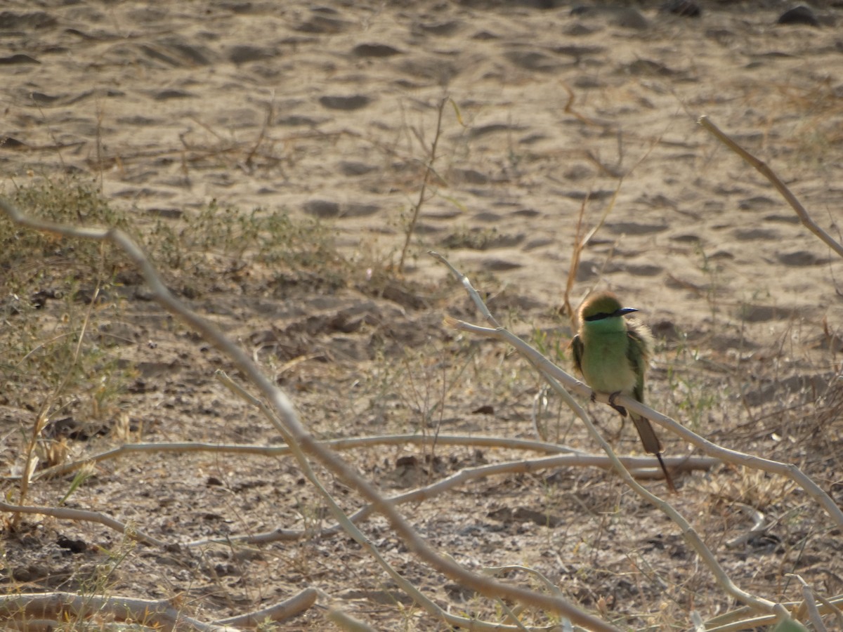 Asian Green Bee-eater - ML646792465