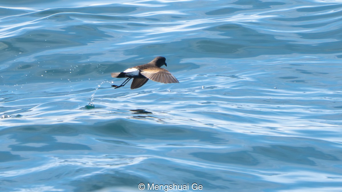 Buntfuß-Sturmschwalbe - ML646792466