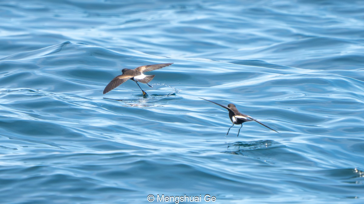 Buntfuß-Sturmschwalbe - ML646792467