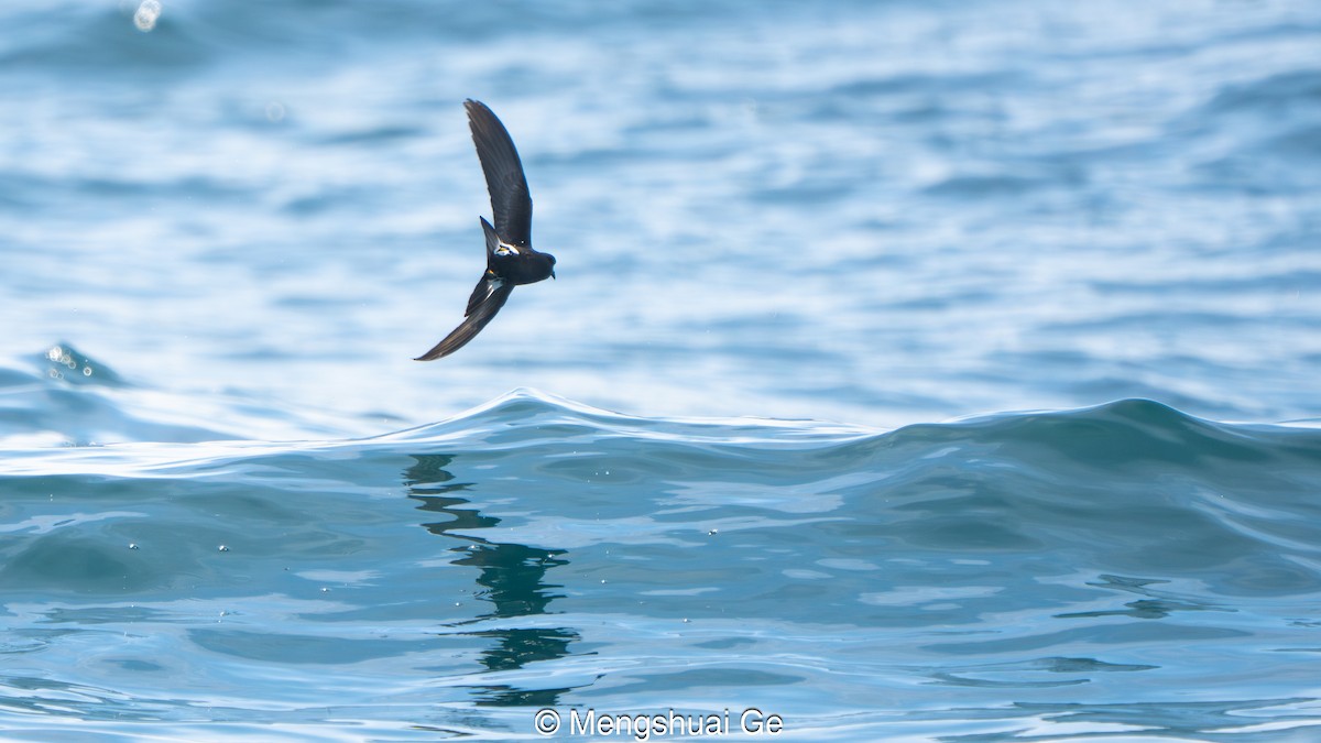 Buntfuß-Sturmschwalbe - ML646792468