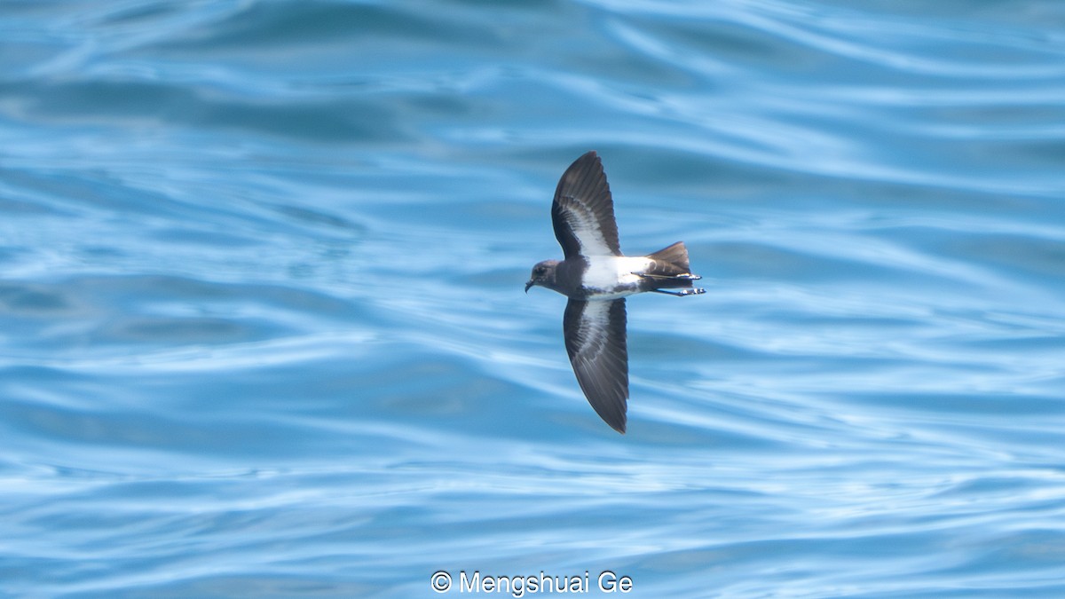 Schwarzbauch-Sturmschwalbe - ML646792469