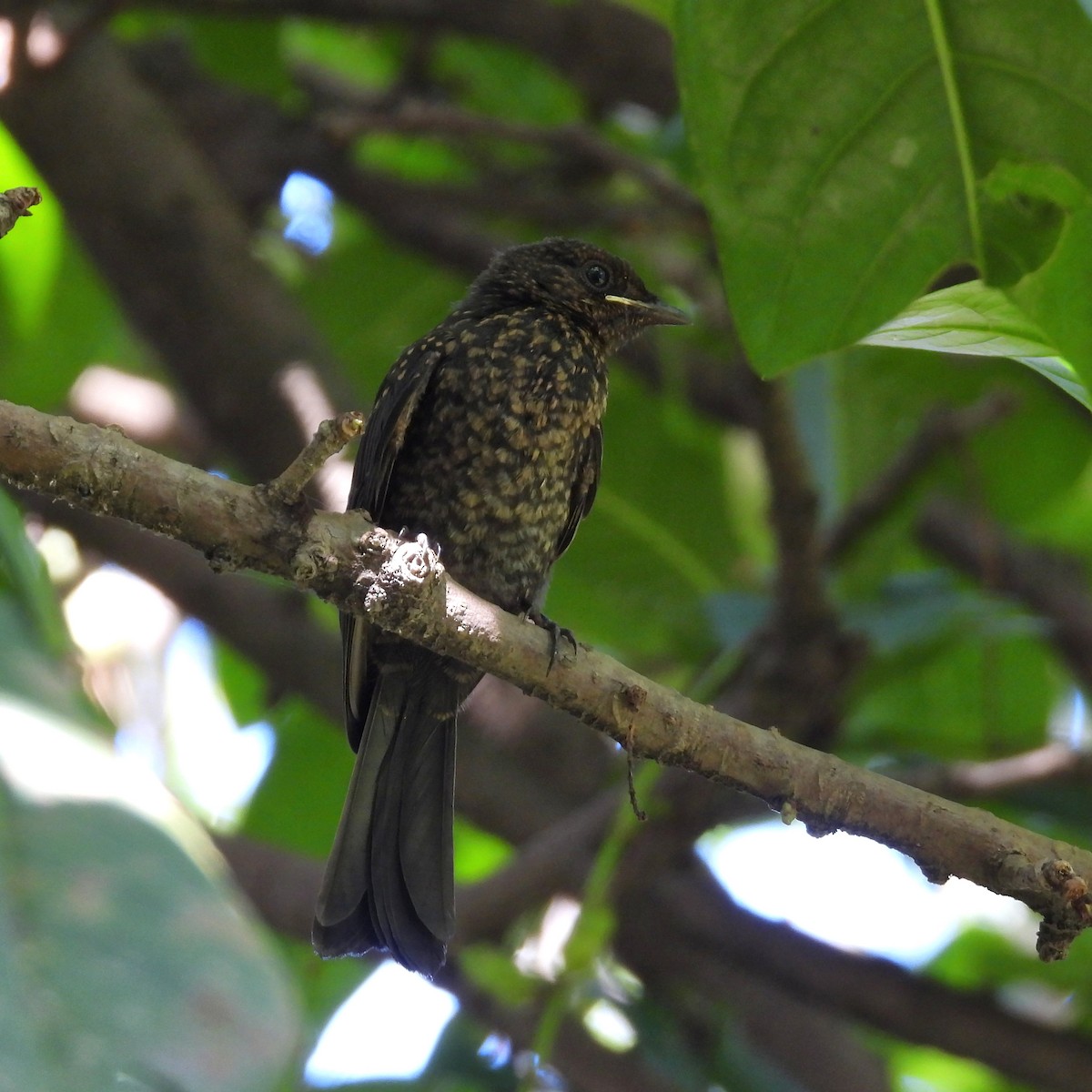 Square-tailed Drongo - ML646792470