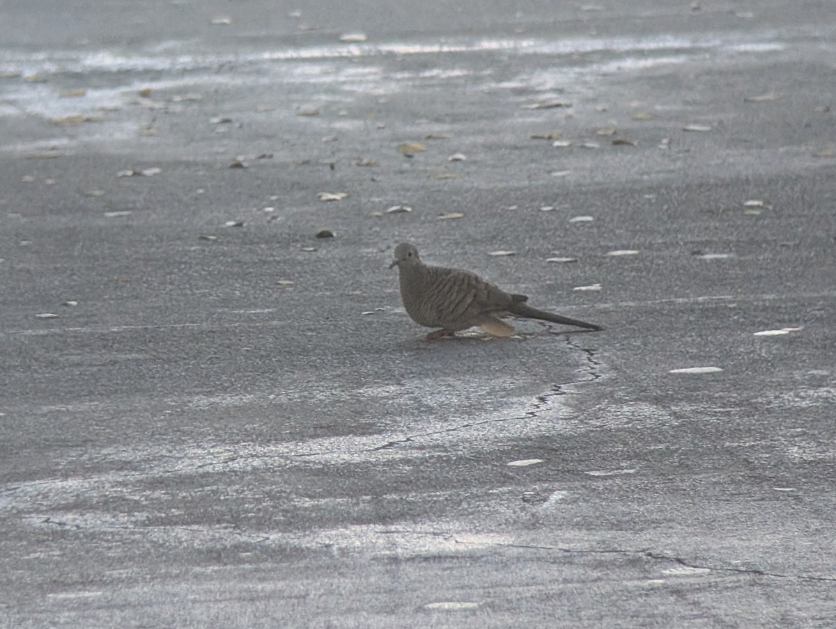 Zebra Dove - ML646792471