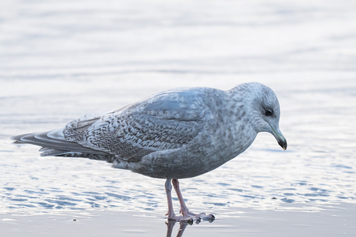 アイスランドカモメ - ML646792476