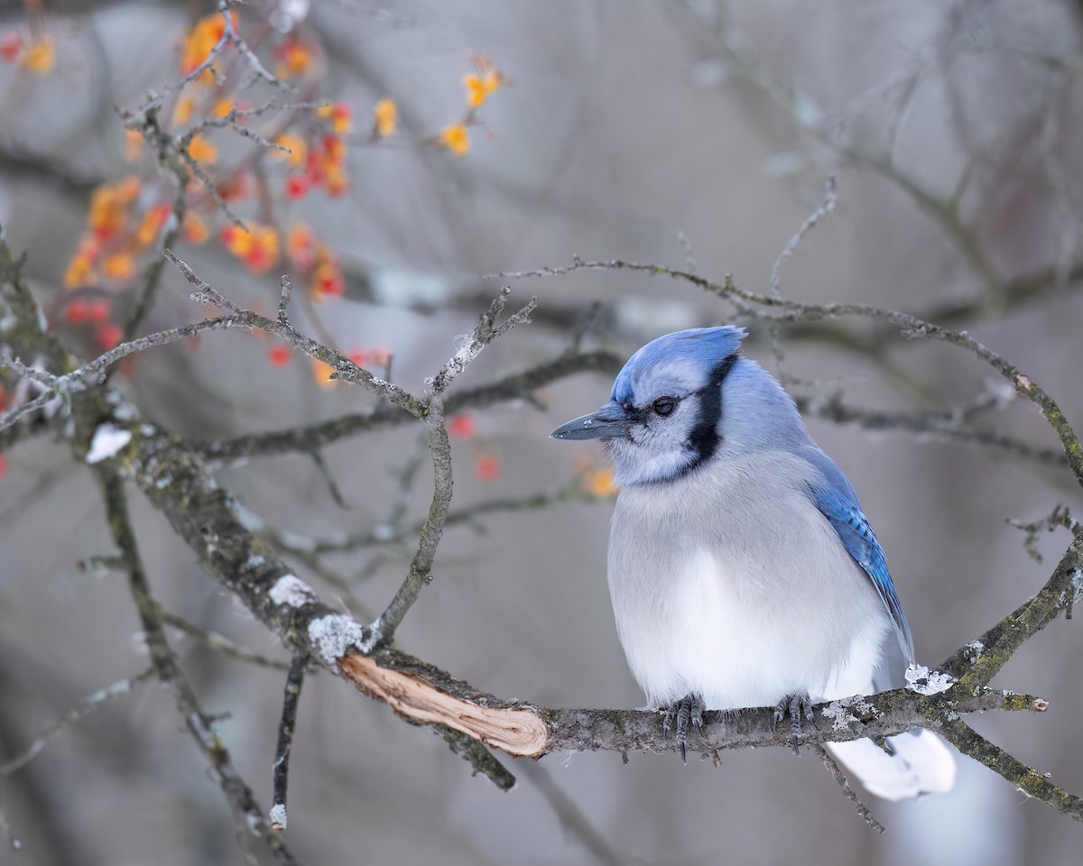 Blue Jay - ML646792480