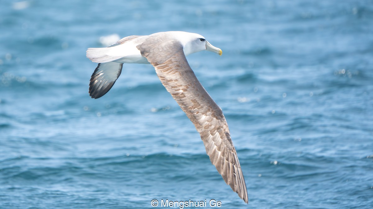 Tasmanalbatros - ML646792481