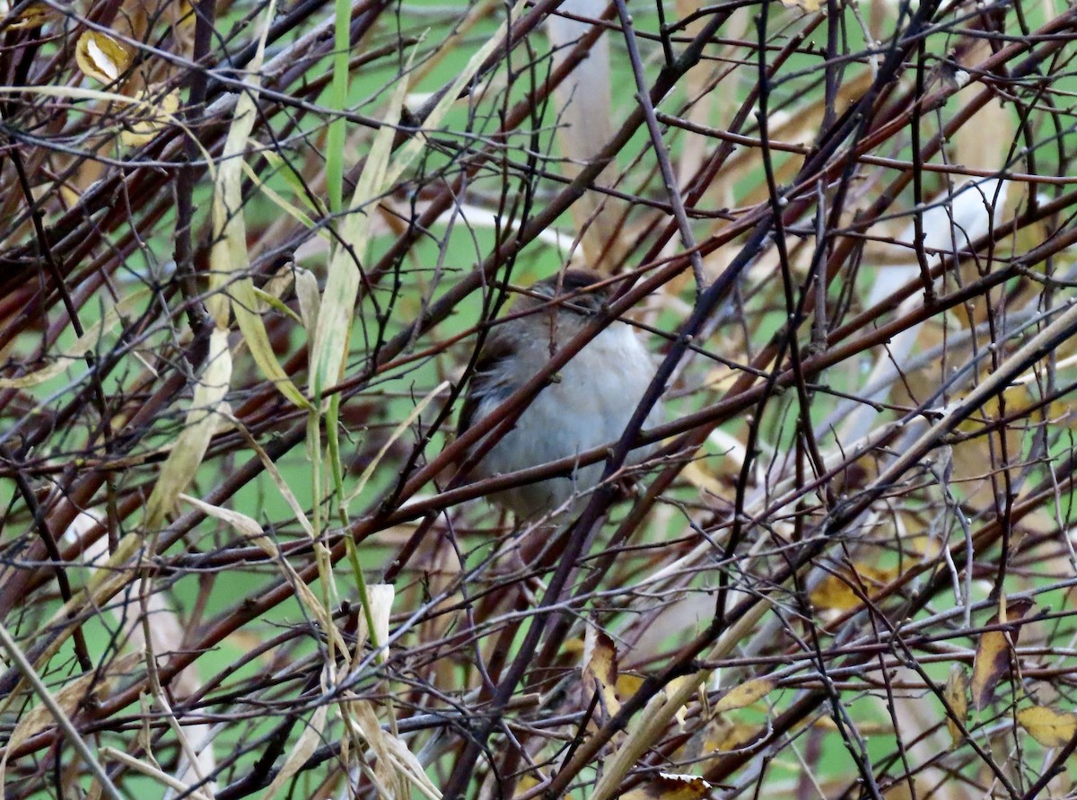 Zingira-txepetxa - ML646792483