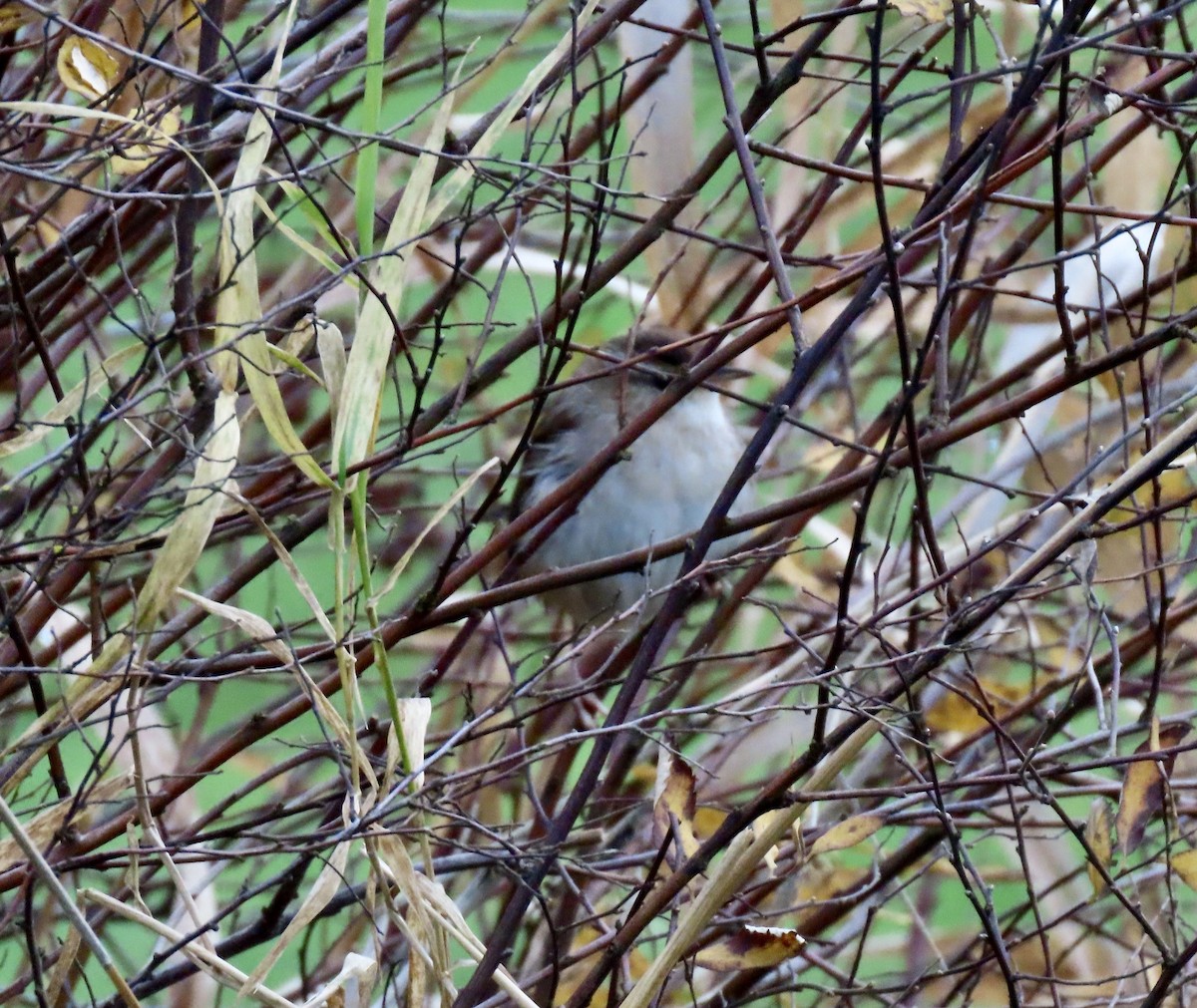 Zingira-txepetxa - ML646792484