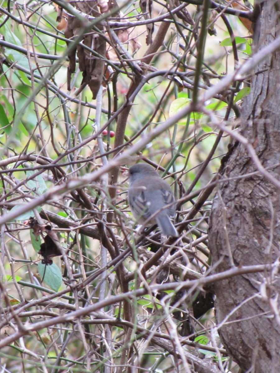 ユキヒメドリ - ML646792485