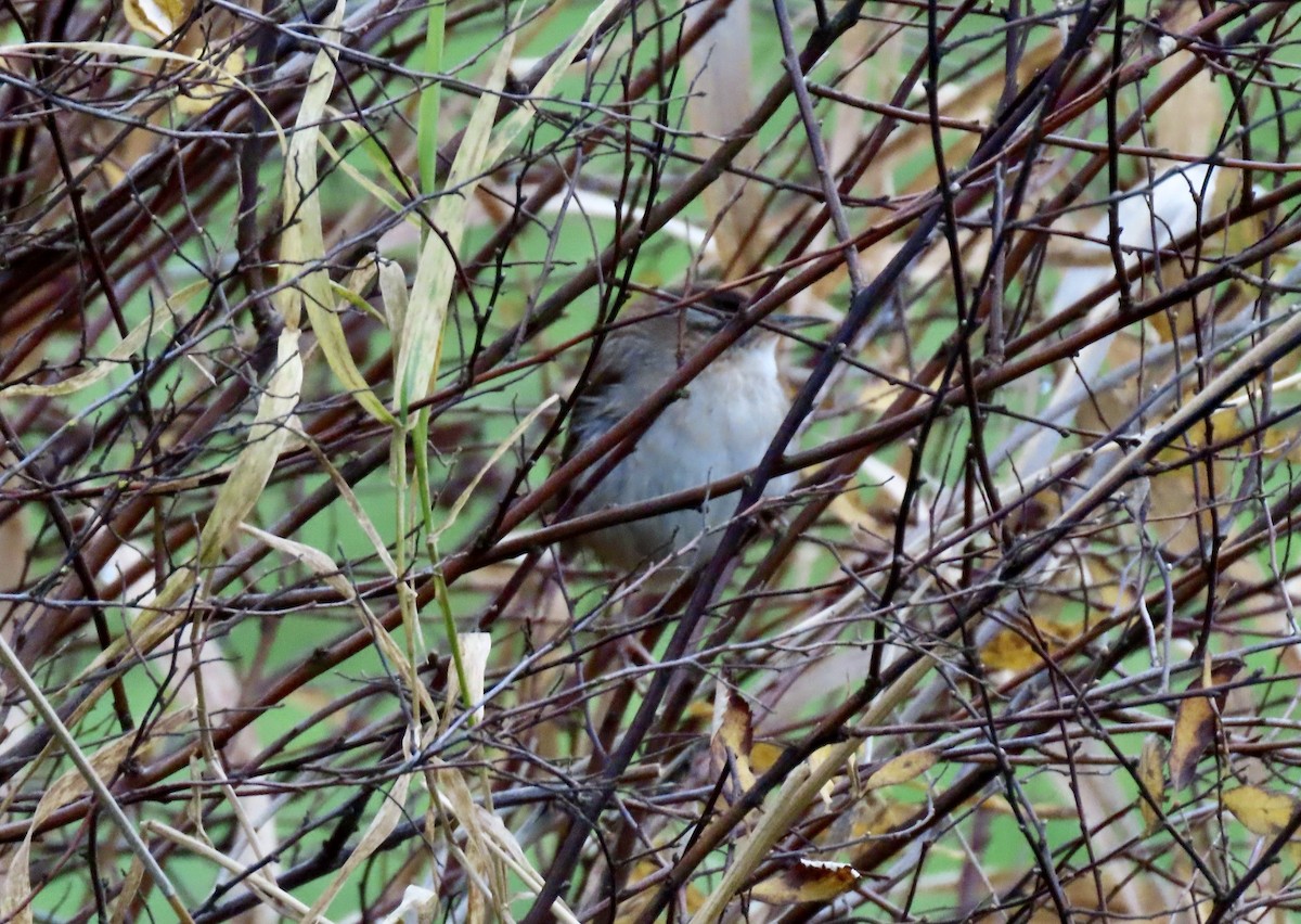 Zingira-txepetxa - ML646792486