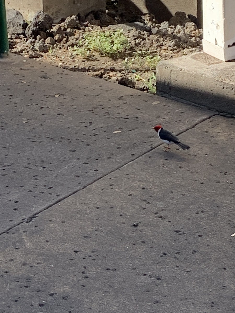Yellow-billed Cardinal - ML646792487