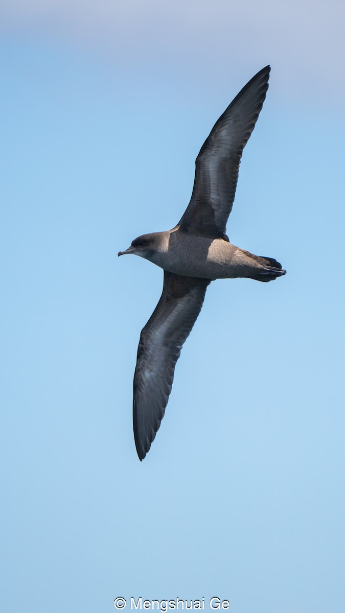 Kurzschwanz-Sturmtaucher - ML646792489