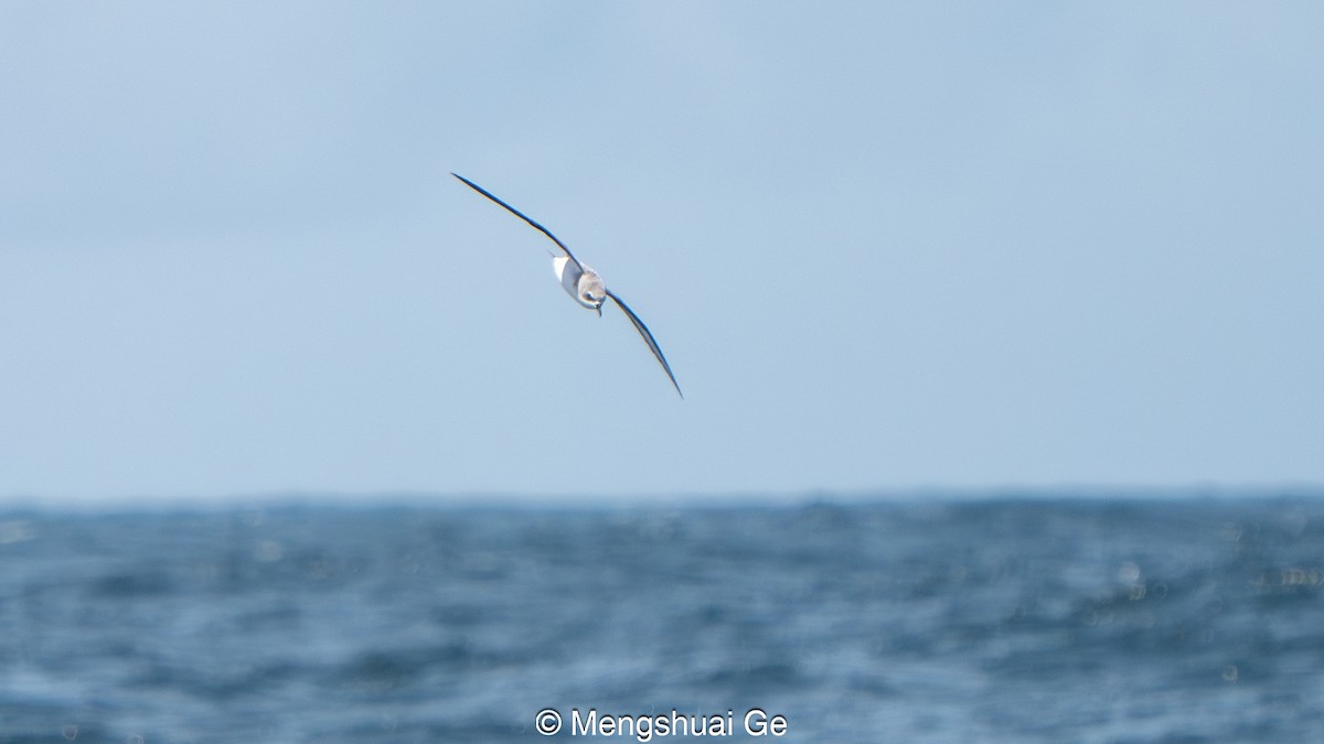 Cooksturmvogel - ML646792490