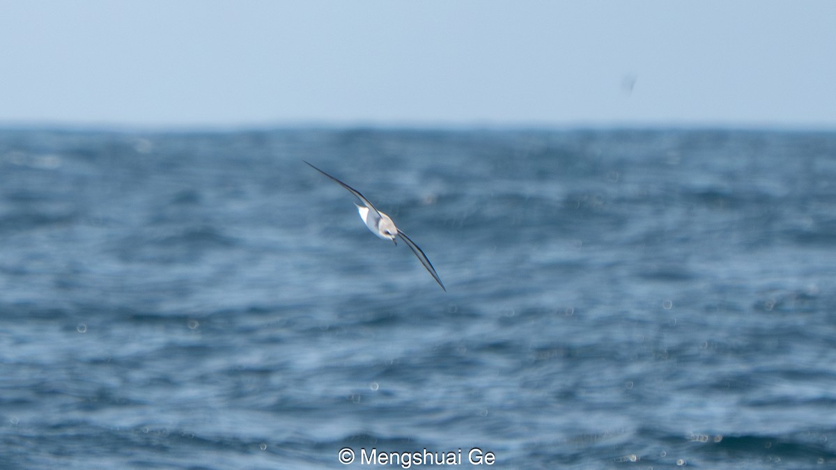 Cooksturmvogel - ML646792491