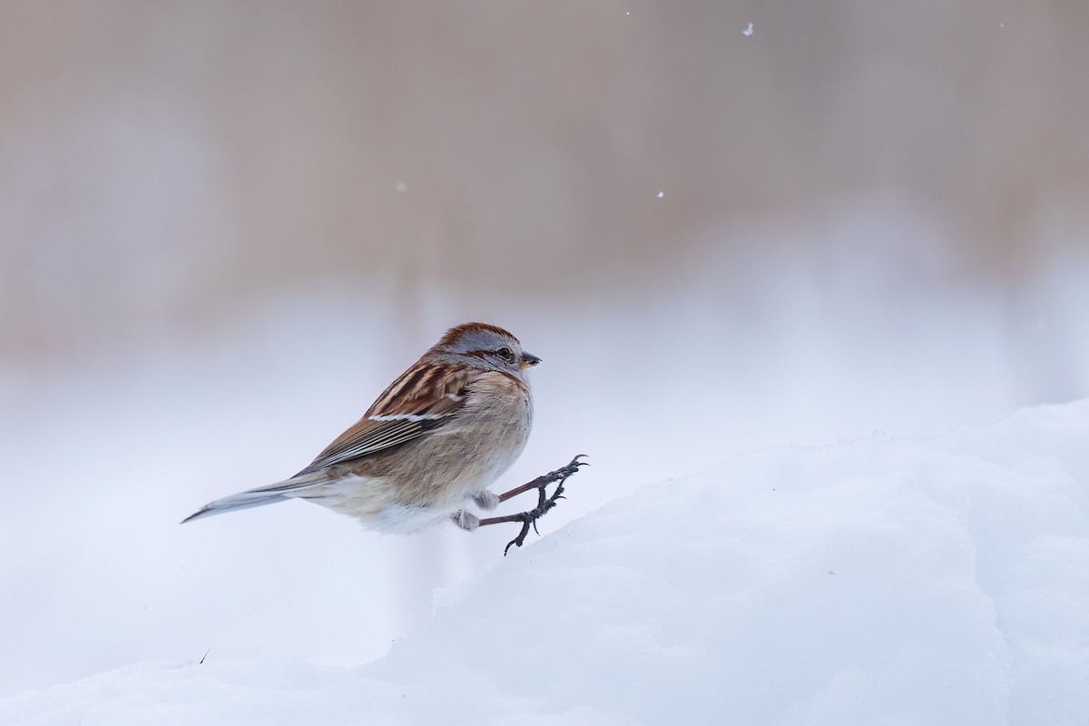 American Tree Sparrow - ML646792492