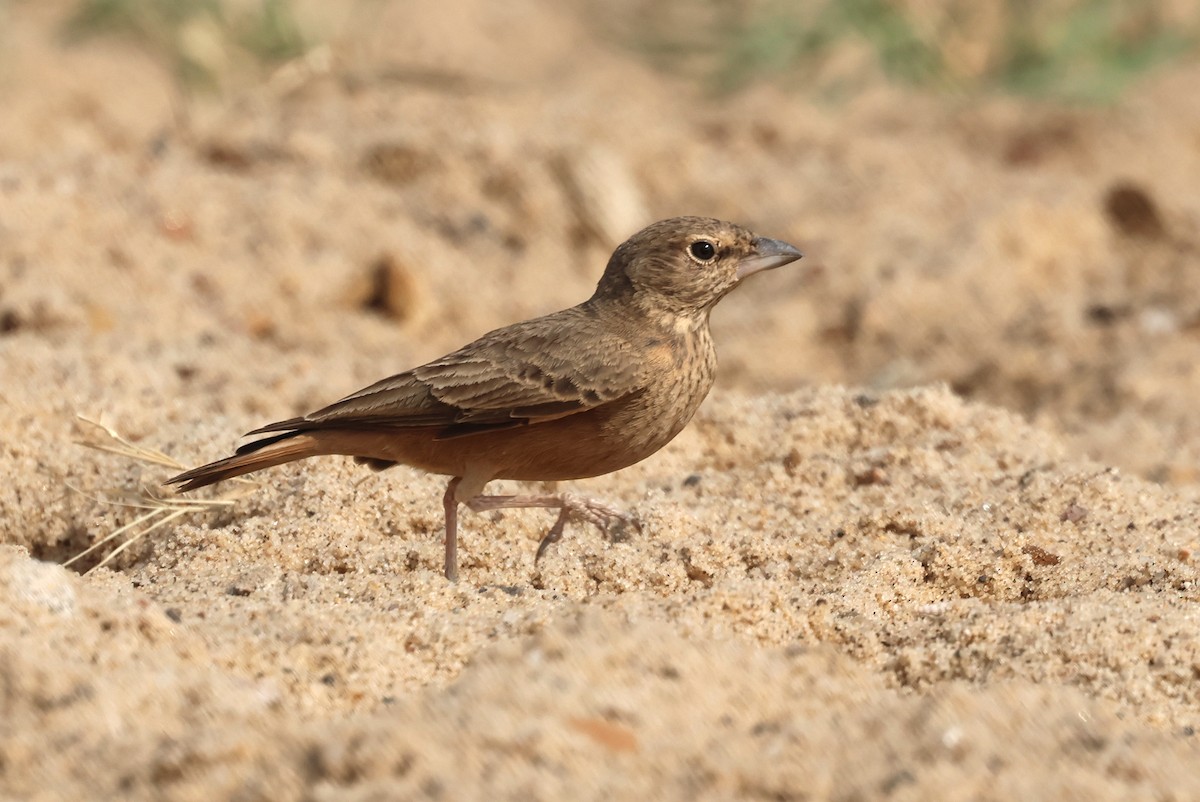 Рыжехвостый жаворонок - ML646792493