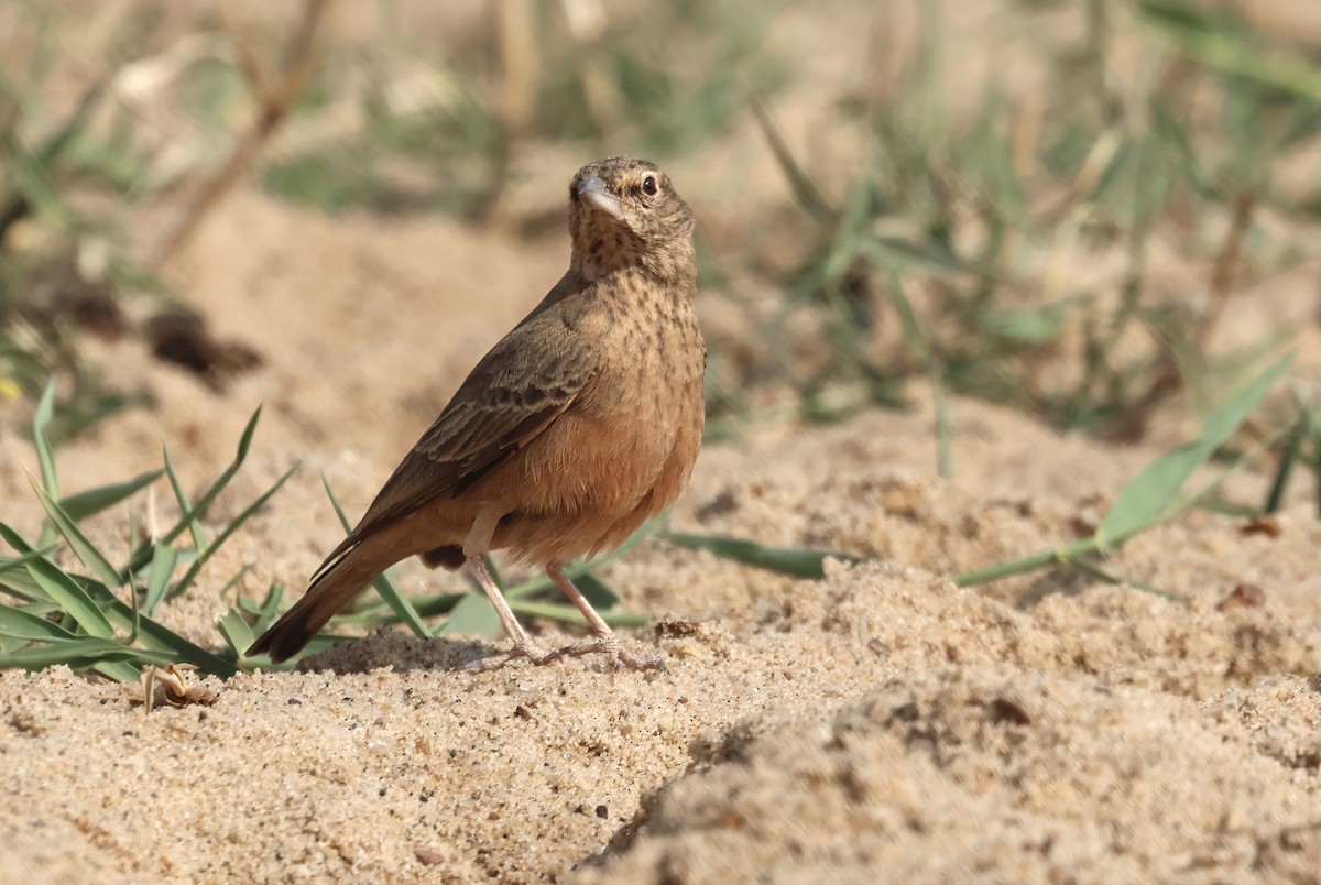 Рыжехвостый жаворонок - ML646792494