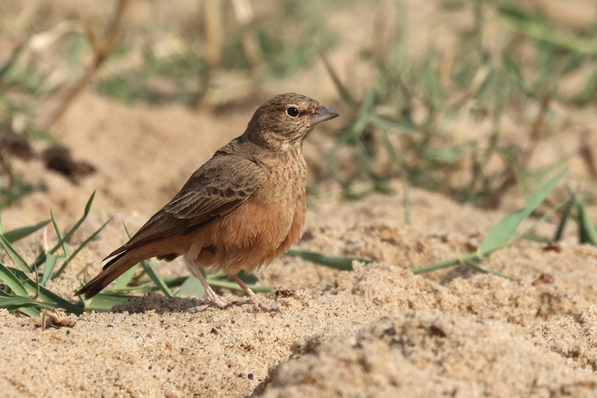 Рыжехвостый жаворонок - ML646792495