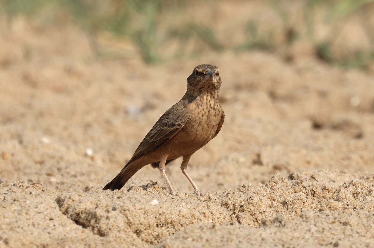 Рыжехвостый жаворонок - ML646792496