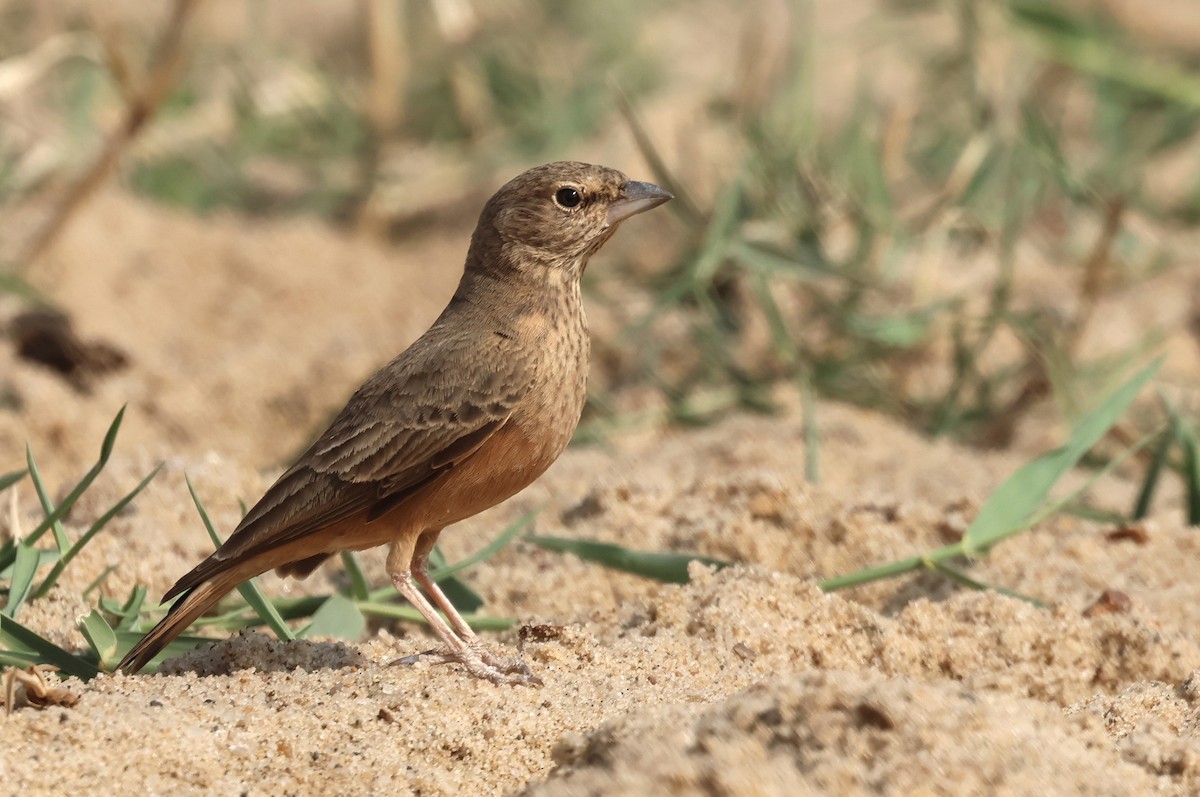 Рыжехвостый жаворонок - ML646792497