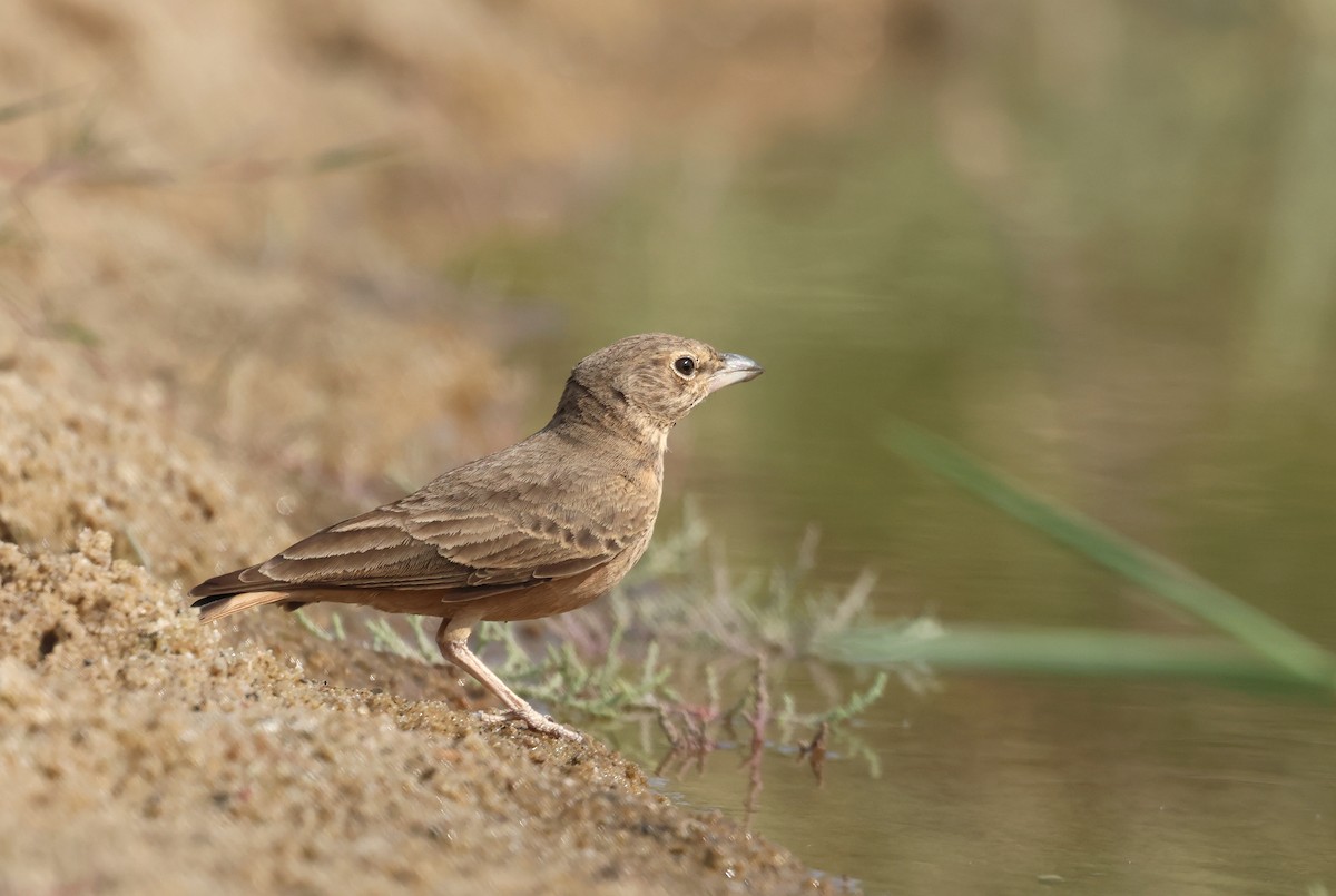 Рыжехвостый жаворонок - ML646792498