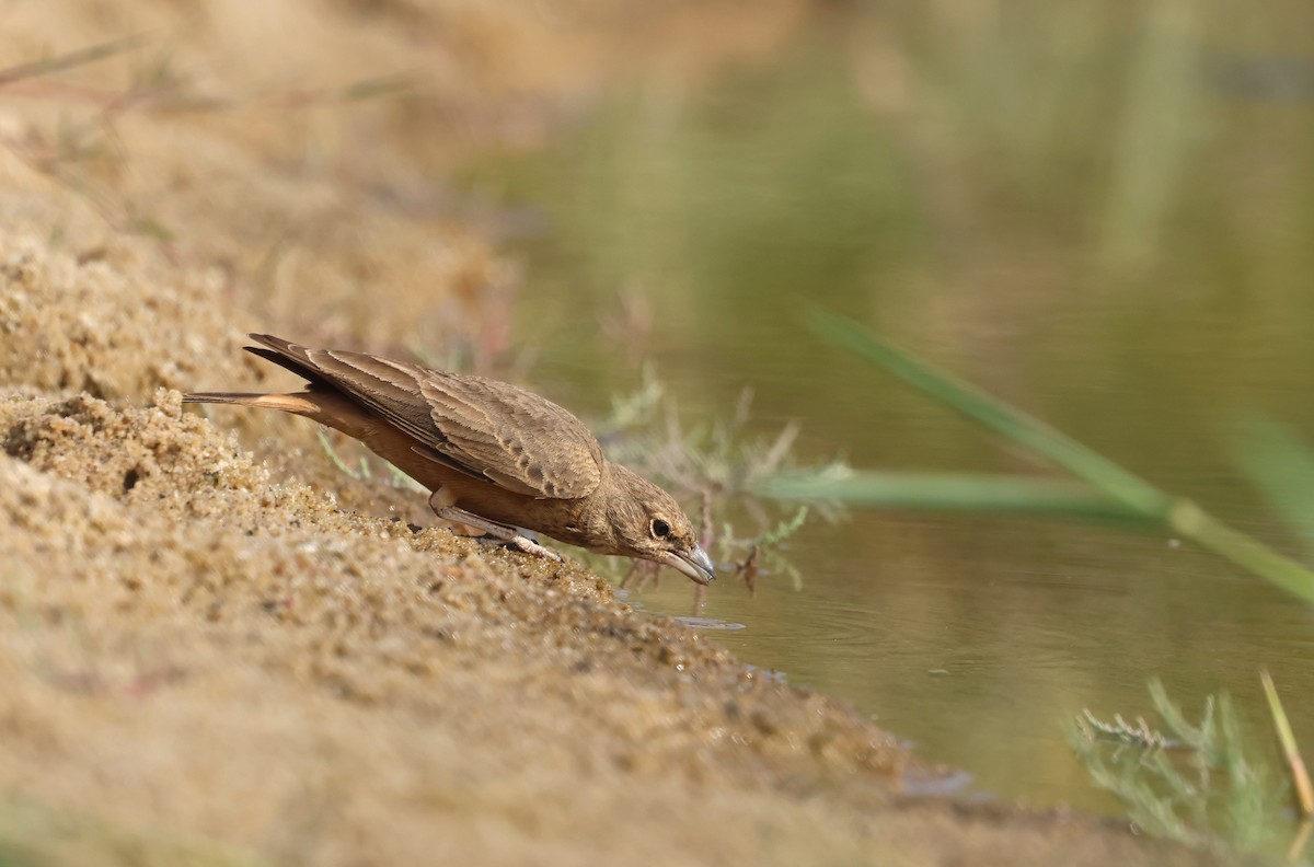 Рыжехвостый жаворонок - ML646792499