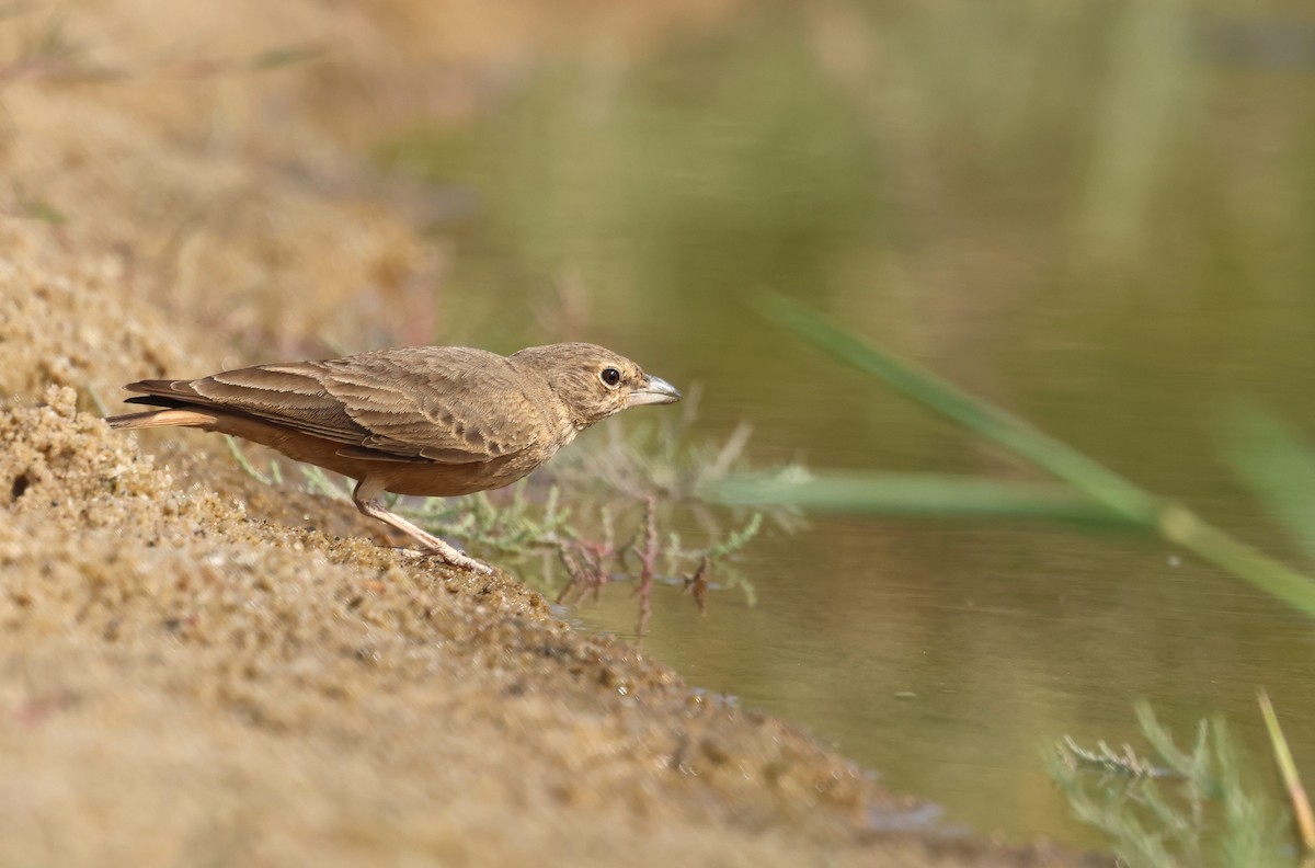 Рыжехвостый жаворонок - ML646792500