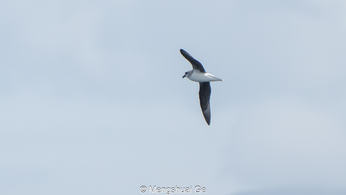 Weichfeder-Sturmvogel - ML646792502