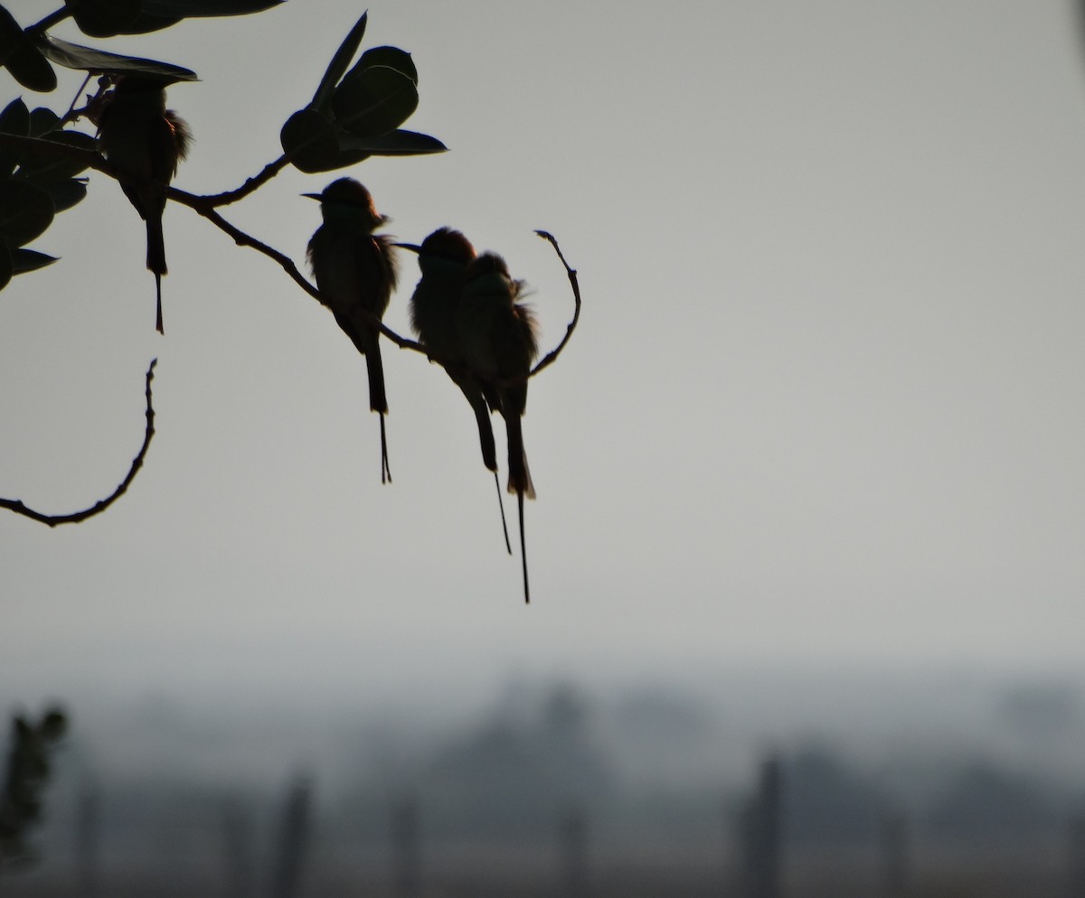 Asian Green Bee-eater - ML646792504