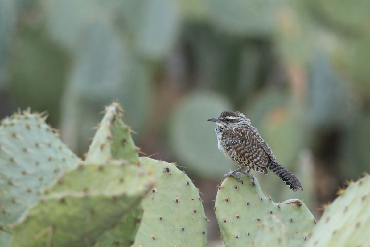 Cactus Wren - ML646792505
