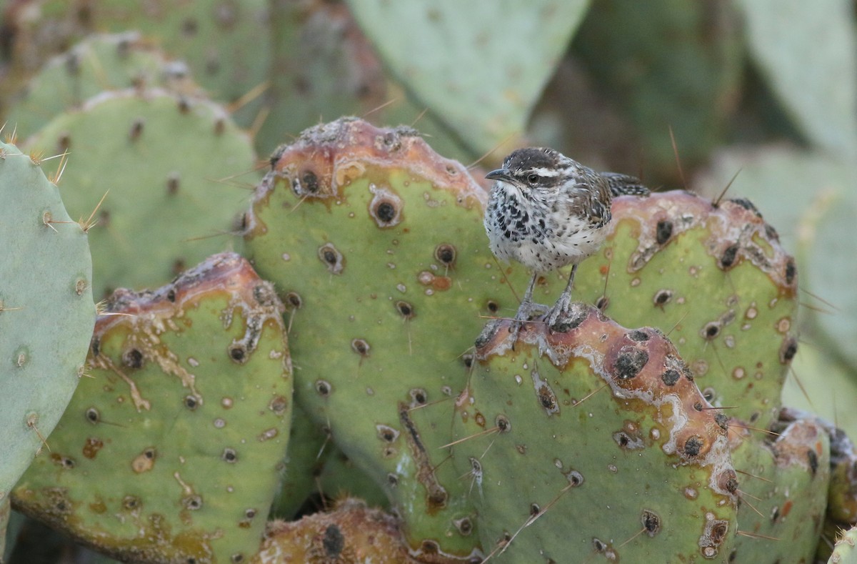 Cactus Wren - ML646792506