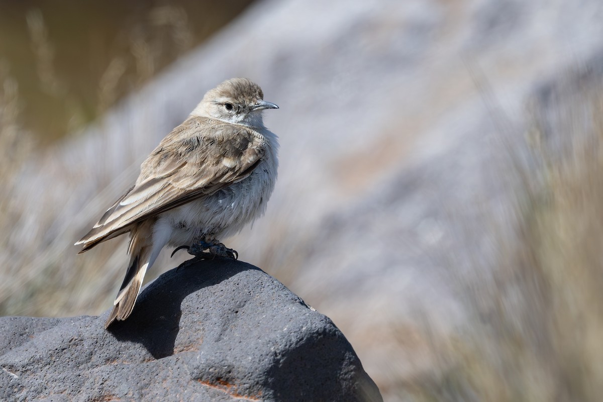 Puna Miner - ML646792510