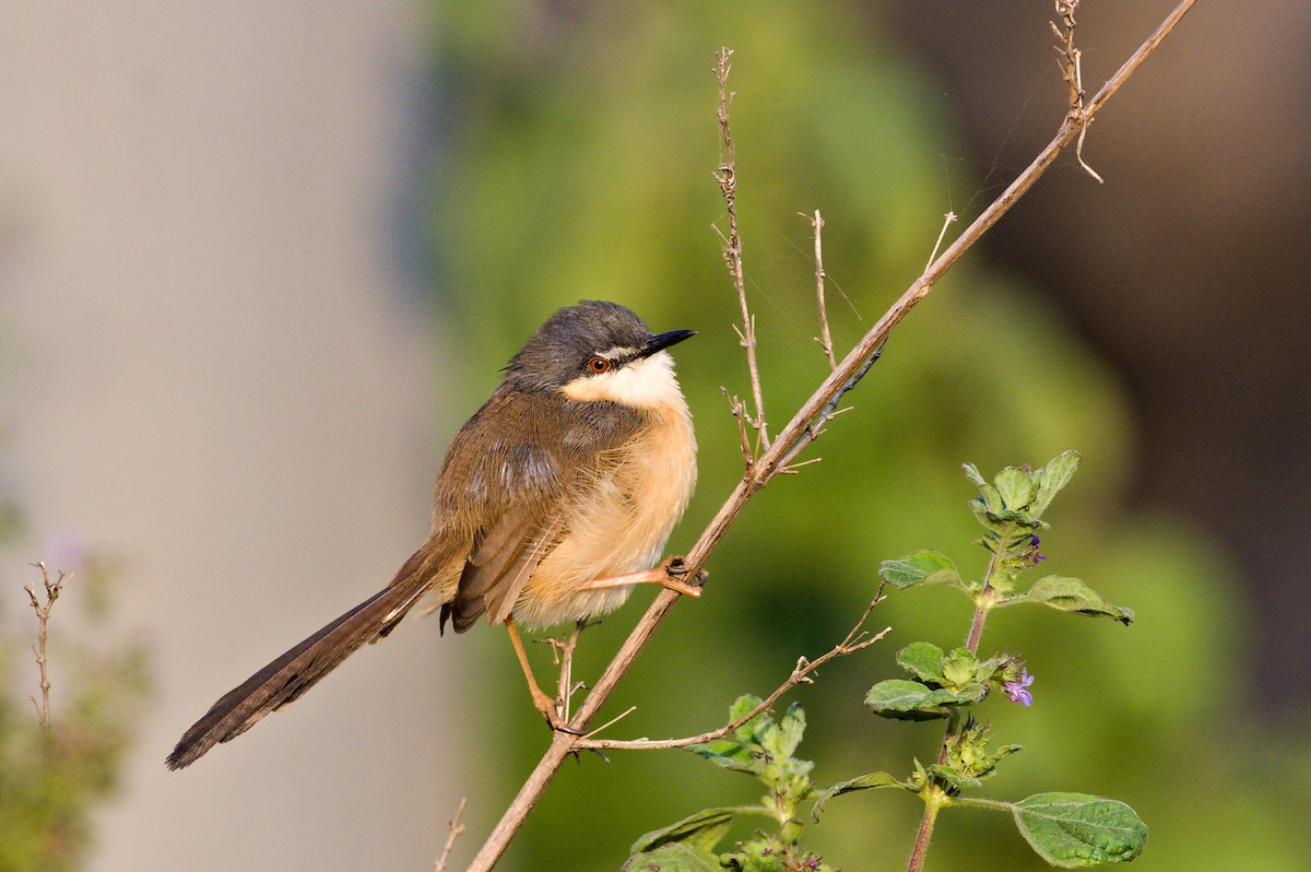 Ashy Prinia - ML646792512