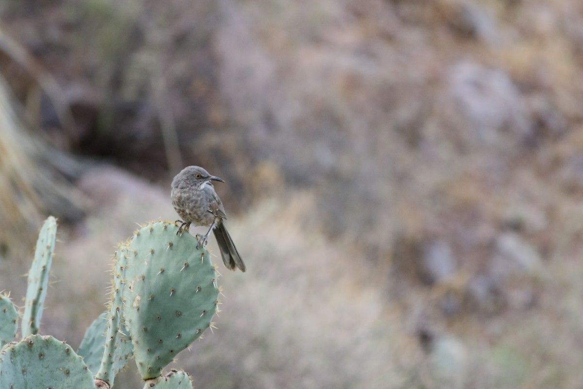 Curve-billed Thrasher - ML646792516