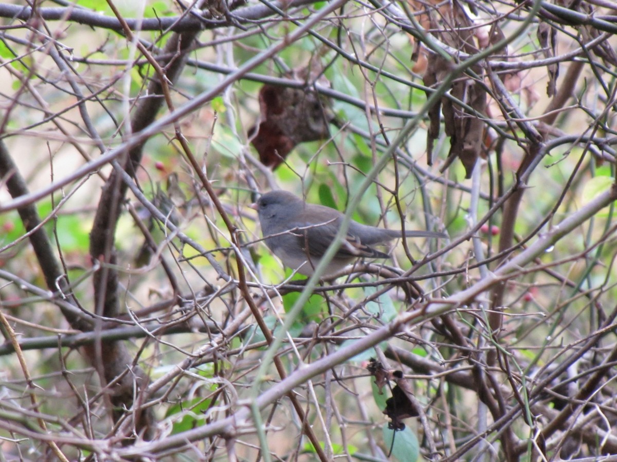 Dark-eyed Junco - ML646792517