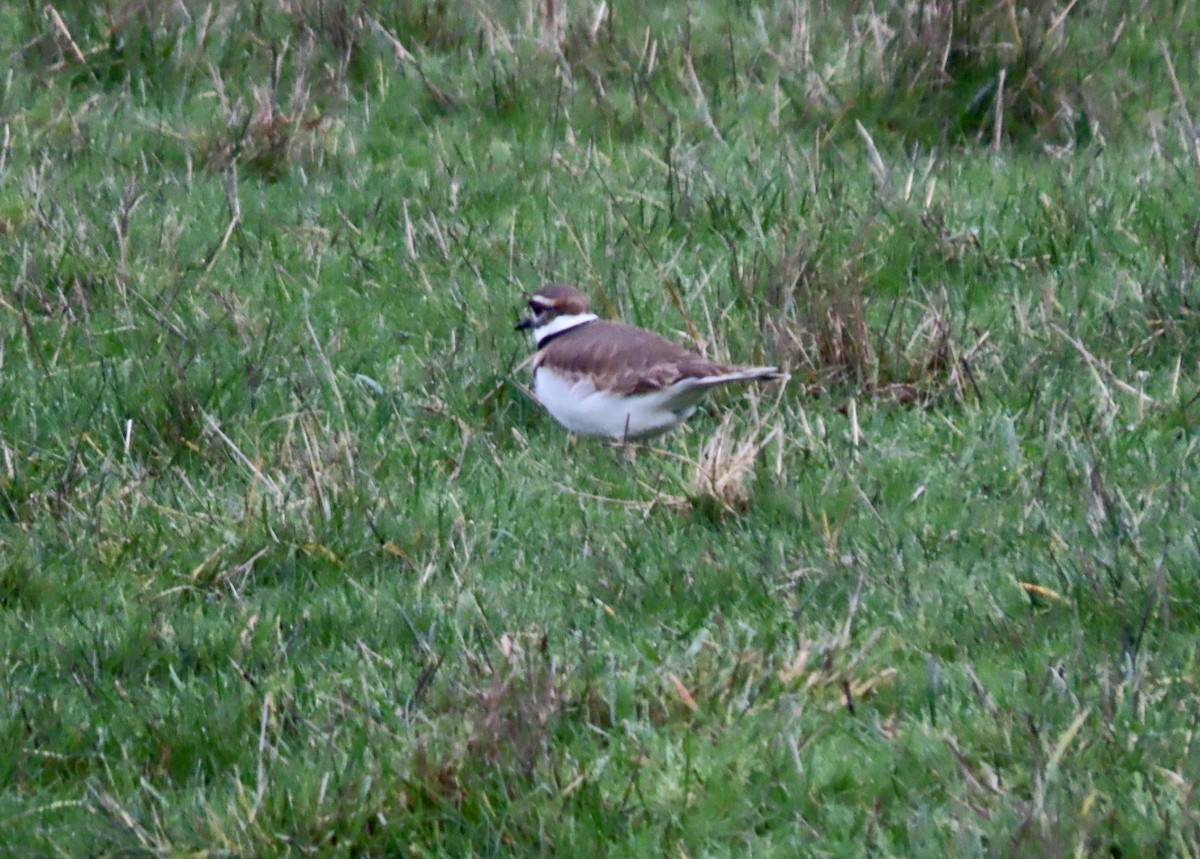 Killdeer - ML646792521