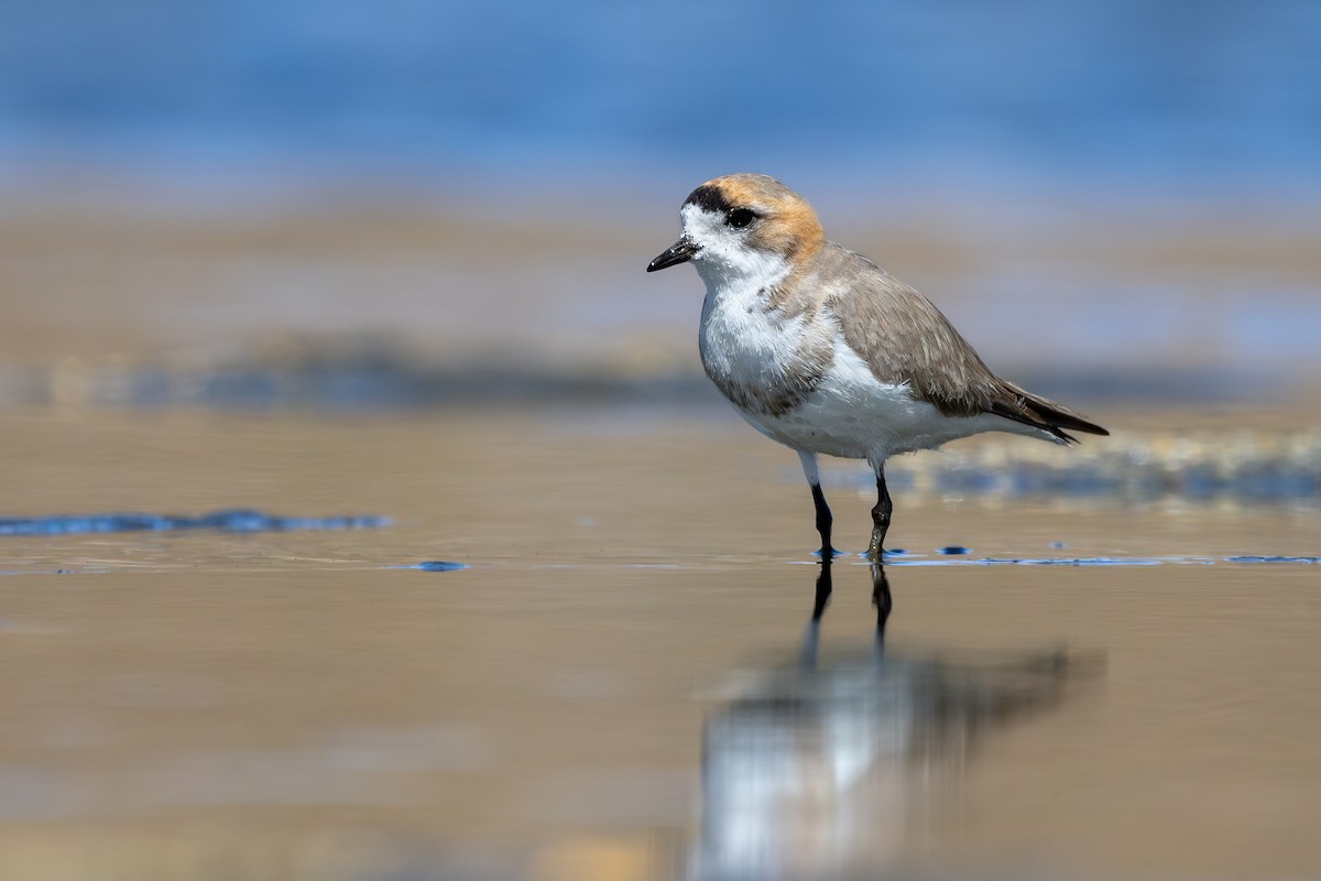 Pluvier de la puna - ML646792522