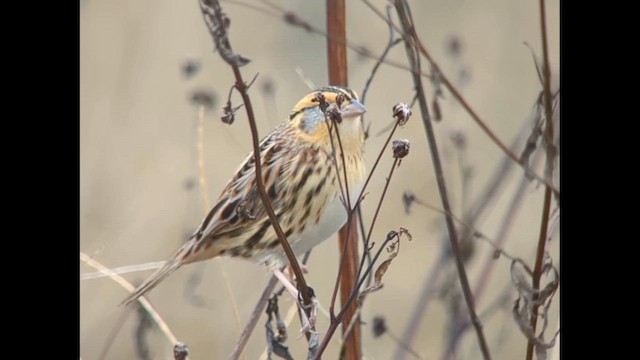 LeConte's Sparrow - ML646792523