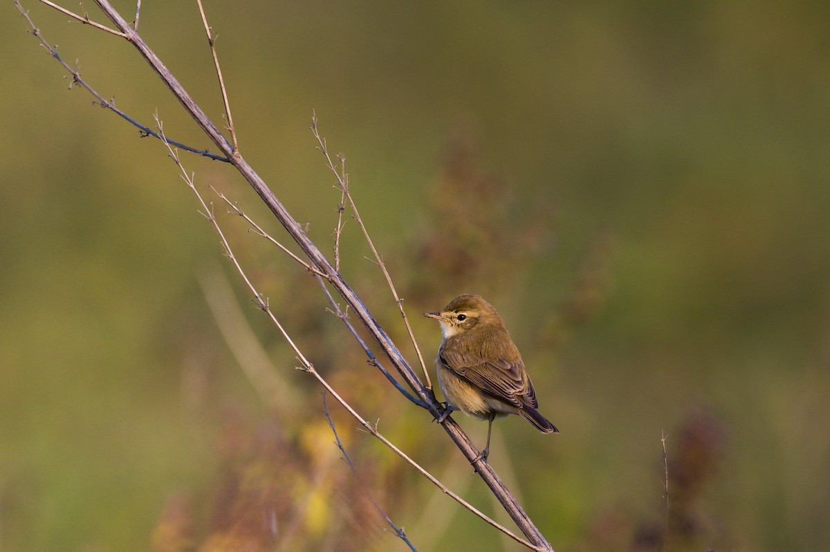 Booted Warbler - ML646792524
