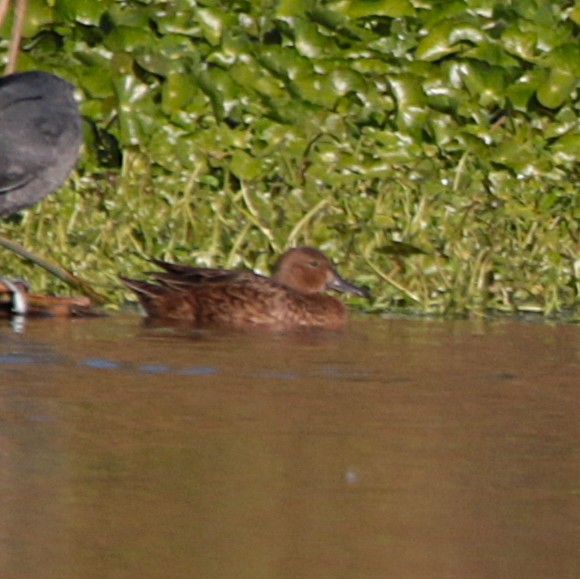 Cinnamon Teal - ML646792525