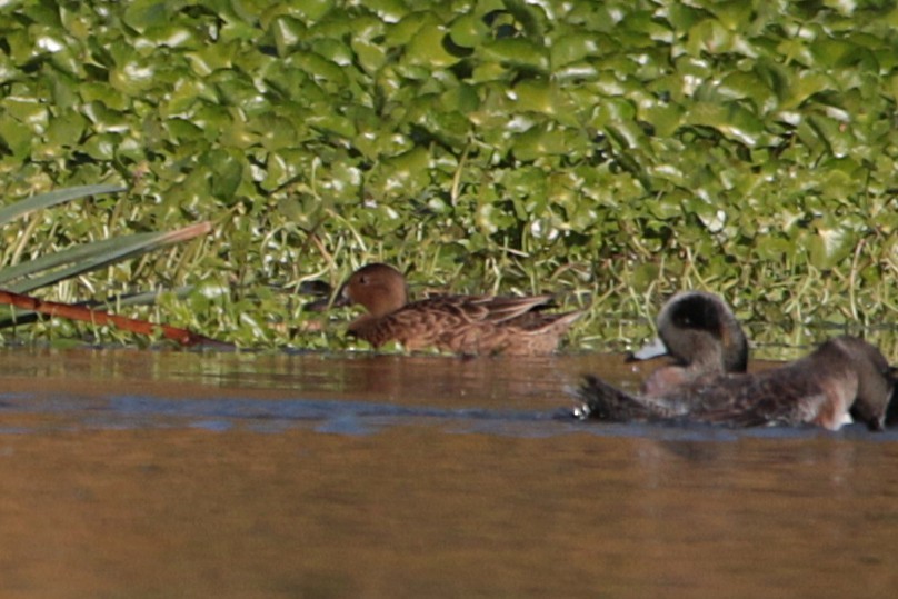 Cinnamon Teal - ML646792526